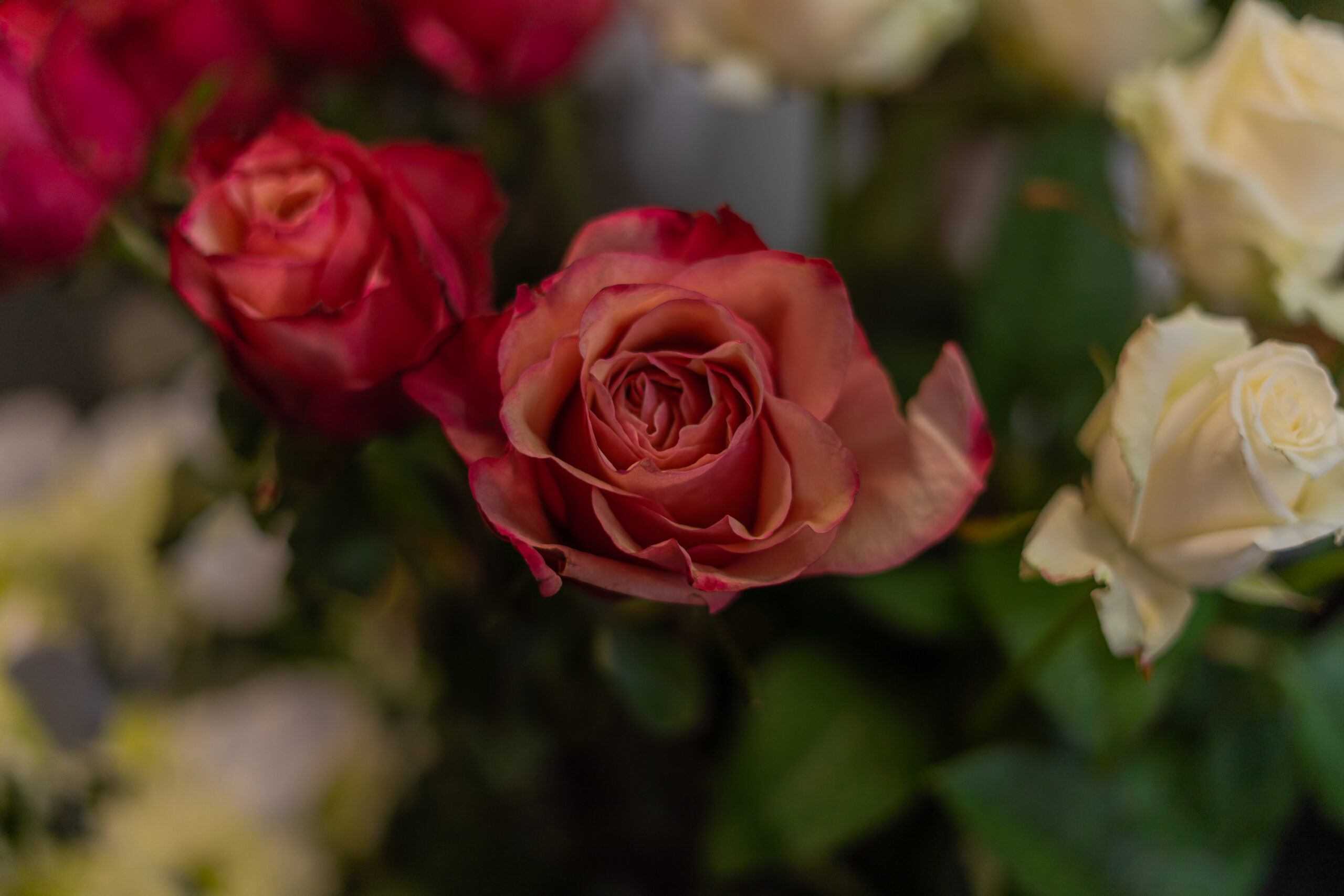 Floristin Marjo Trachsel – Blumenladen Bluemechäller, Seestrasse 69a Nuolen