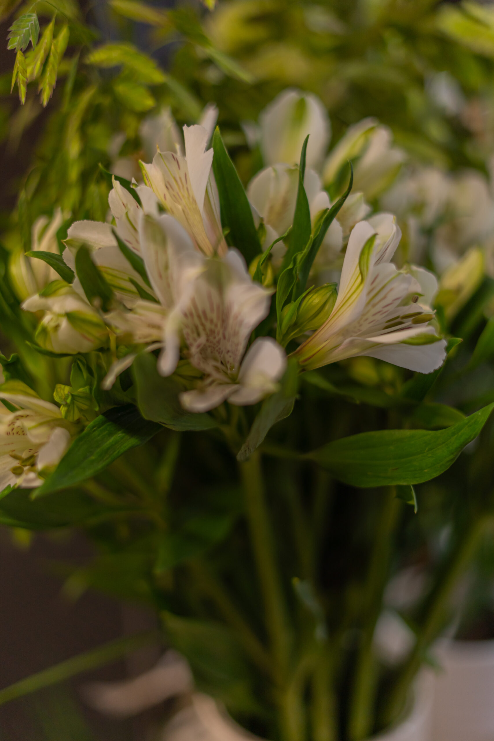 Saisonale Blumen Frühjahr