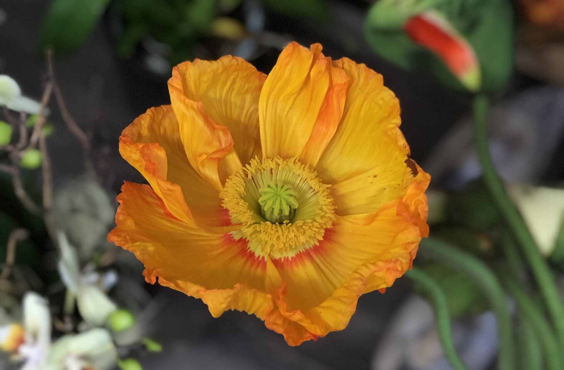 Frische Blumen kaufen in Wangen SZ – Bluemechäller Nuolen